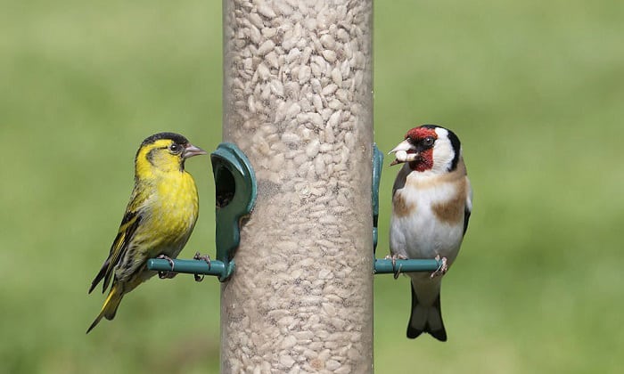 get-rid-of-black-birds-from-your-feeder