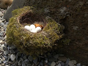 getting-rid-of-birds-in-attic