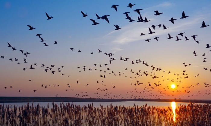 how do birds know when to migrate