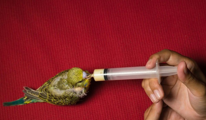 how-often-do-baby-birds-eat