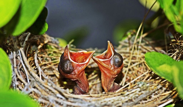 how often should you feed a baby bird