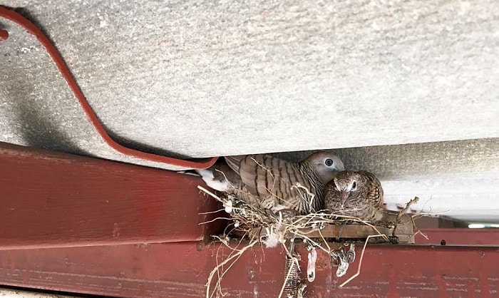 how to get rid of birds in attic
