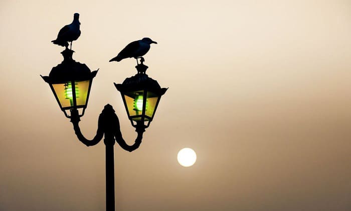 how to keep birds off outdoor lights