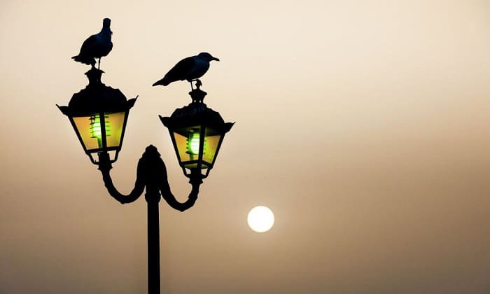 How to Keep Birds Off Outdoor Lights? (11 Effective Methods)