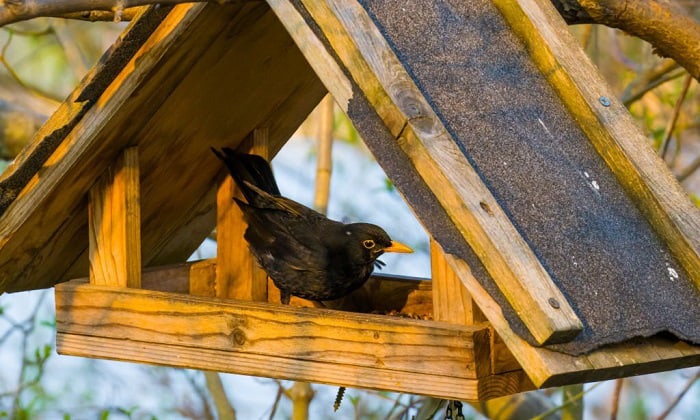 how to keep blackbirds away from bird feeders