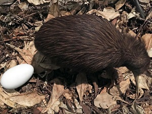 kiwi-animal