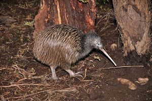 kiwi-bird-habitats