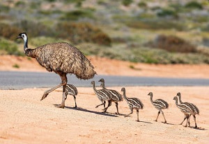 largest-flightless-bird