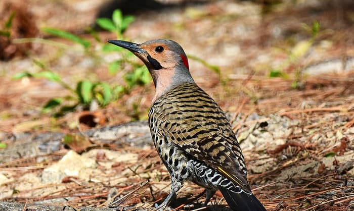 state-bird-and-flower