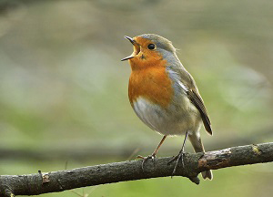 what-bird-lays-blue-eggs