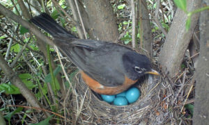 what birds have blue eggs