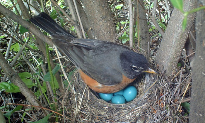 blue bird eggs with brown spots