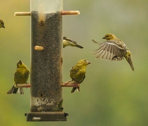 what-can-birds-eat-from-home