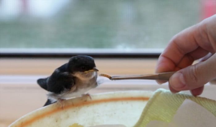 what-can-you-feed-birds-from-your-kitchen