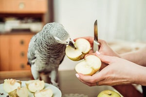 what-can-you-feed-birds-instead-of-bread