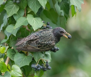 what-do-baby-birds-eat-in-the-wild