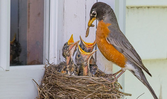 Can Baby Sparrows Consume Fruits Or Vegetables?  