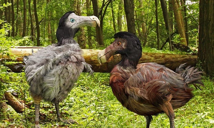 what do dodo birds eat