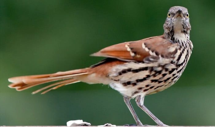 what is the state bird of georgia