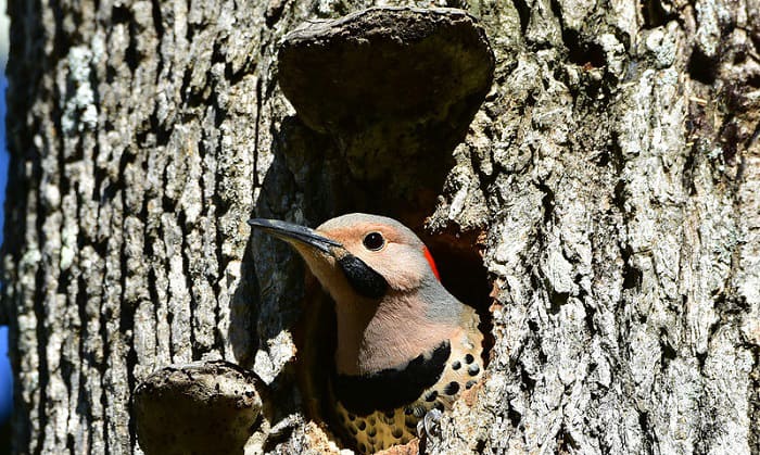 what is the state bird of alabama