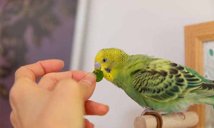 what to feed birds from the kitchen