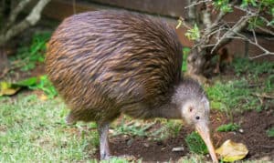 where do kiwi birds live