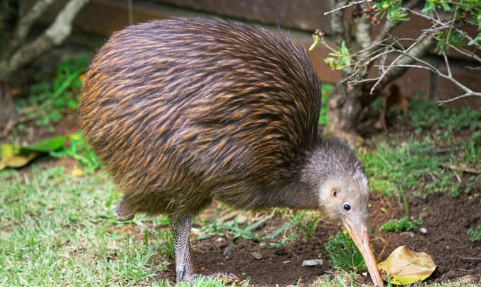 where do kiwi birds live