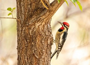 acorn-woodpecker