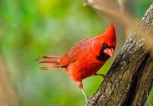 american-redbird