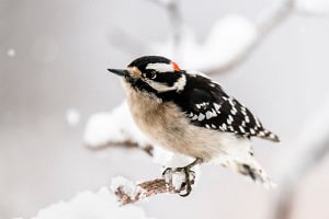 are-woodpeckers-protected-in-arizona