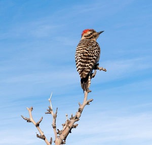 arizona-birds