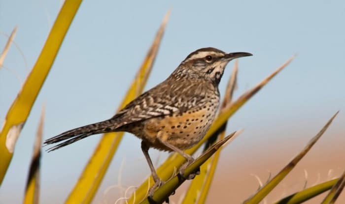 arizona-state-bird