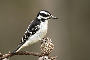 arizona-woodpecker-call