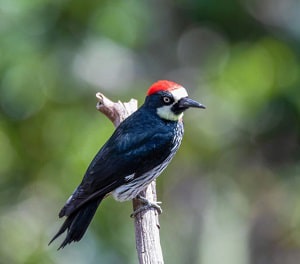 arizona-woodpecker