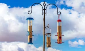 best bird feeder pole