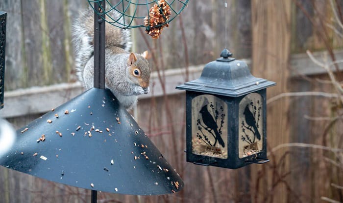 best squirrel baffle