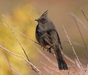 bird-looks-like-a-cardinal-but-is-brown