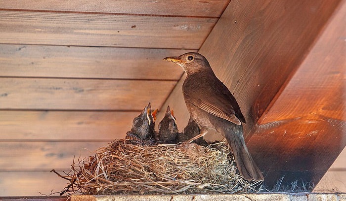 bird-nest-removal