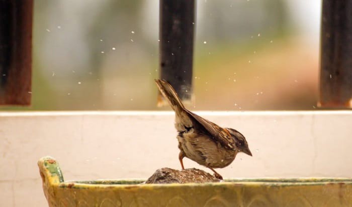 bird-stuck-in-house