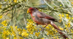 bird-that-looks-like-a-cardinal-but-is-gray