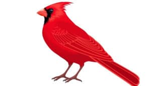 bird that looks like a cardinal but is not