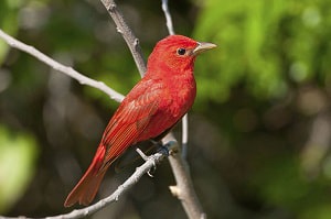 bird-that-looks-like-a-cardinal-but-is-yellow