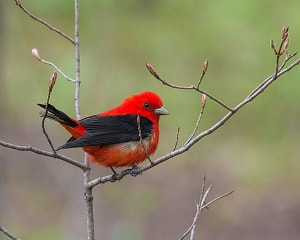 bird-that-resembles-a-cardinal