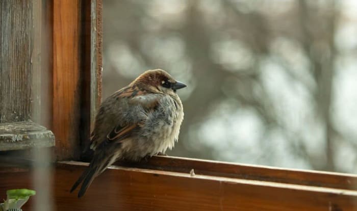 bird-trapped-in-house