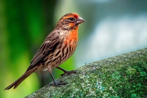 bird-with-red