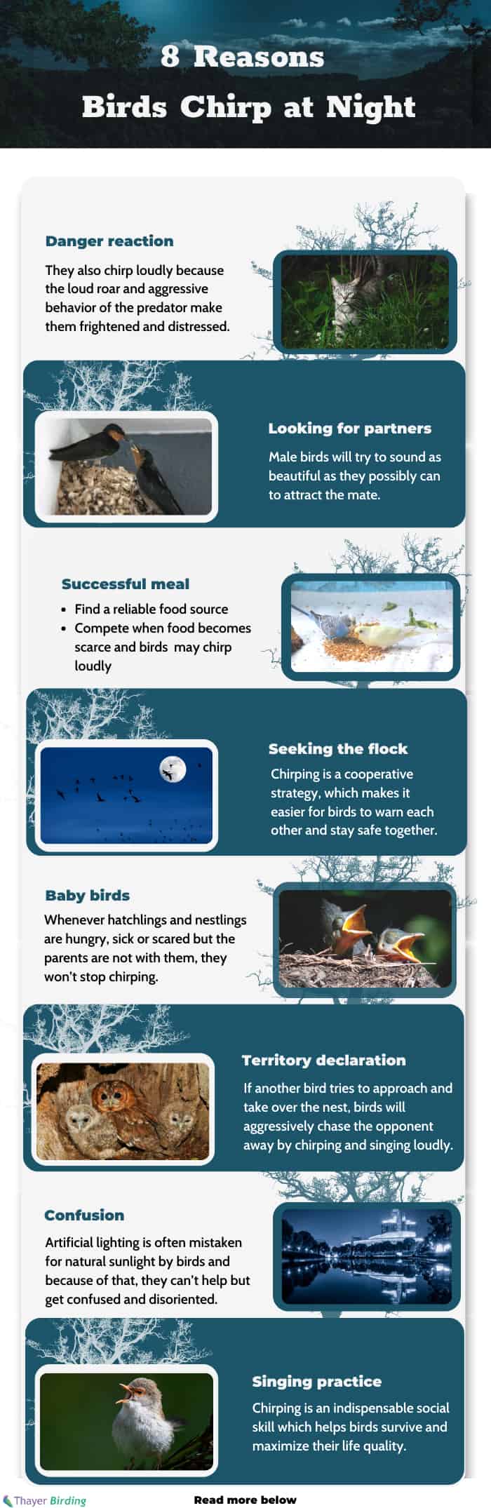 Why Do Birds Chirp at Night? The Answer Will Surprise You!