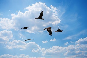 birds-fly-in-circles-in-large-groups