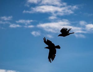 Why Do Birds Fly in Circles? Discover 9 Reasons Why