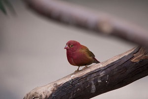 birds-look-like-cardinals