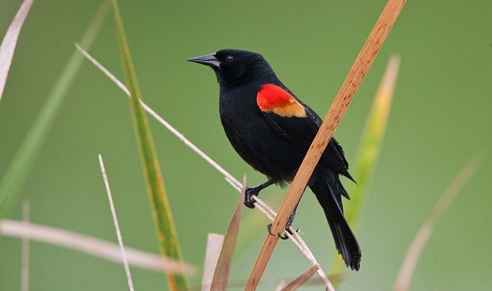 birds that are red and black